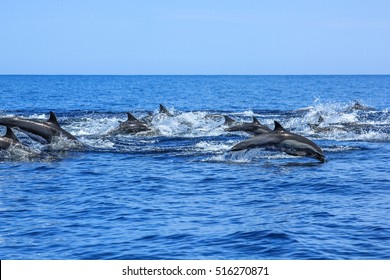 A Hundred Dolphins Group Swim And Jump Off The Coast Of Isla Espiritu Santo In Baja California, Mexico.