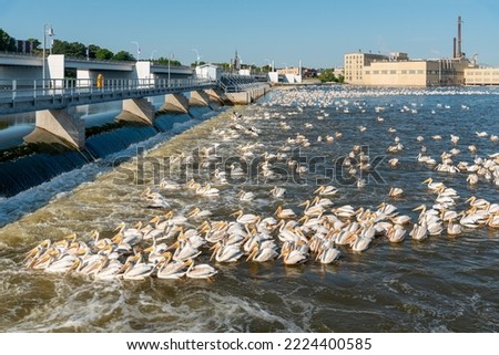 Hundreds of American white pelicans feed at the De Pere, Wisconsin, dam on Fox River in mid August