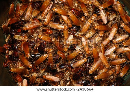Hundreds of bugs