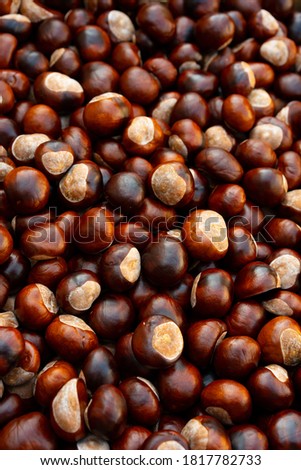 Hundreds of conkers flat lay.