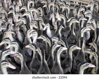 A hundreds of ducks