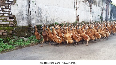 Hundreds Of Ducks Walk Regularly In The Morning Streets. Herding The Duck To Walk