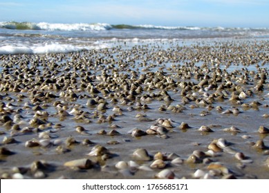 Hundreds Of Filter Feeder Mollusks Donax Hanleyanus Emerging From The Sand And Migrating With The Swashing Waves In Cassino Beach, Southern Brazil.