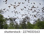 Hundreds of flying foxes fly towards cloudy sky, among them trees, in Riung on Flores.