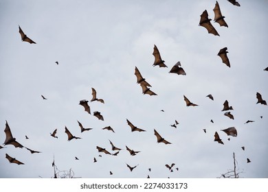 Hundreds of flying foxes fly towards cloudy sky in Riung on Flores.