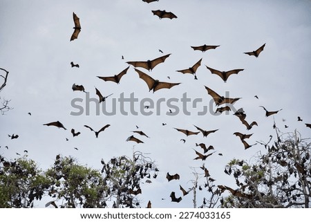 Hundreds of flying foxes fly towards cloudy sky, among them trees, in Riung on Flores.