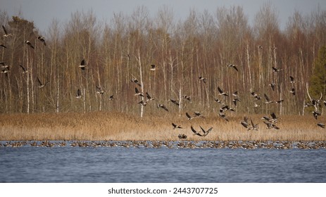 Hundreds of geese of different species are circling in the sky. Most of these birds: the bean goose (Anser fabalis) and the greater white-fronted goose (Anser albifrons).