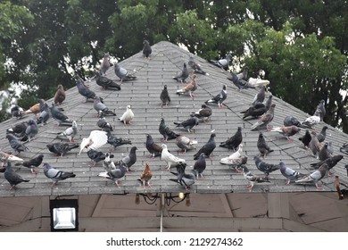 Hundreds of Pigeons on a Gazebo Roof in a Park