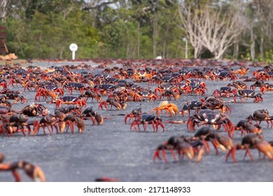 Hundreds of red mangrove crabs crossing roads in search of the sea during spawning season on the Guanahacabibes Peninsula, Cuba - Shutterstock ID 2171148933