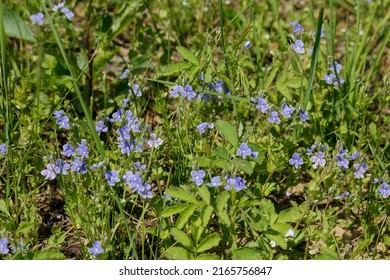 Hundreds of small blue flowers in a wild and untouched summer meadow. They float in the wind and strive for bright sunlight. Lots of leaves and green grass.