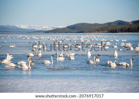 Hundreds of wild tundra, trumpeter swans and wild birds seen during their migration in April, spring time with blue sky stunning background and boreal forest background. 