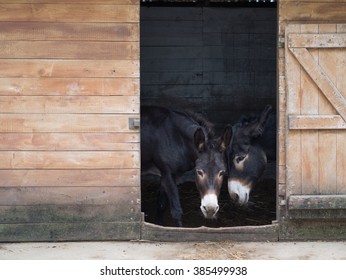 hungarian black donkey in the wooden barn