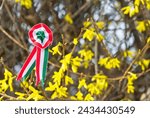 Hungarian cockade on yellow blooming Forsythia intermedia flowers. Tricolor rosette is the symbol of the Hungarian national day 15th of march. Symbol of the Hungarian revolution of 1848. 