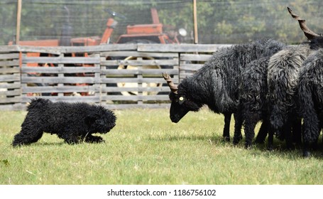 Hungarian Dog Breed Puli 