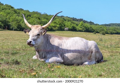 hungarian steppe cattle images stock photos vectors shutterstock