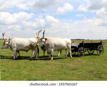 Hungarian Grey Cattle, Dray, Bullock Cart In Hortobágy