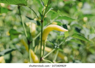 Hungarian Hot Wax Chili Plant Yellow Stock Photo Edit Now 1473409829