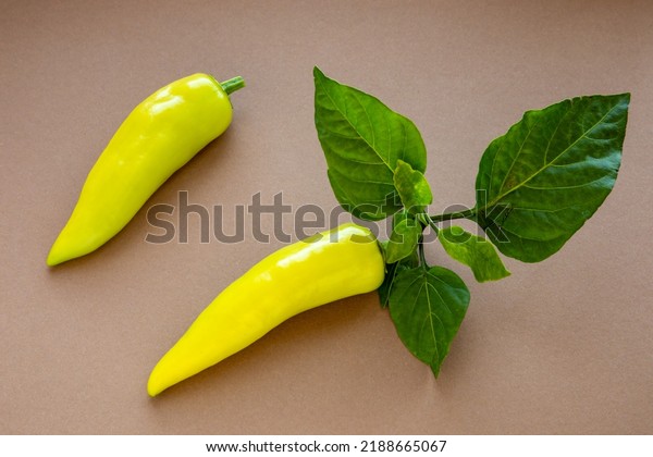 Hungarian Hot Wax pepper vegetables with\
leaves. Home-grown pepper\
vegetables.