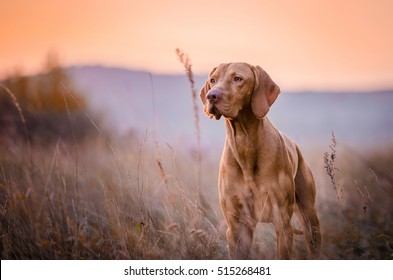 Hungarian Hound Dog