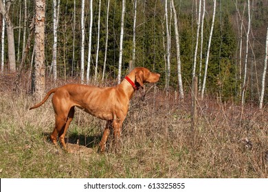 Hungarian Hound Hunting. Hunting Dog Viszla. A Spring Day