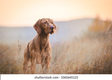 Hungarian hound pointer vizsla dog in autumn time in the field - Shutterstock ID 1065645125