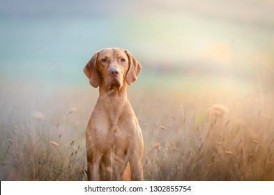 Hungarian hound pointer vizsla dog in autumn time in the field