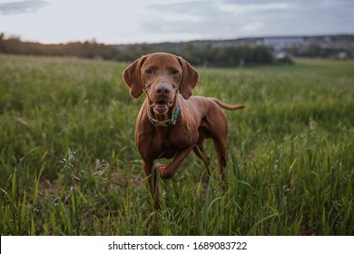 Hungarian hound pointer vizsla dog in summer time in the field