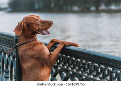 Hungarian hound pointer vizsla dog in the park