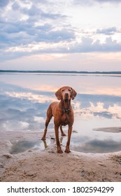 Hungarian hound pointer vizsla dog in summer time in the lake
