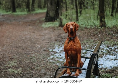 Hungarian hound pointer vizsla dog in spring time in the forest