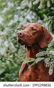 Hungarian hound pointer vizsla dog  in summer time in the flowers - Shutterstock ID 1991298836