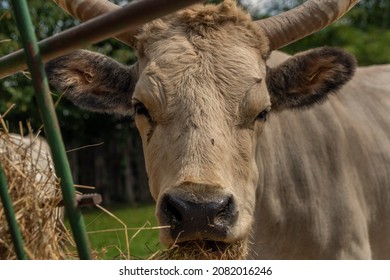 Hungarian Live Stock In East Slovakia In Zoo In Dark Cloudy Day