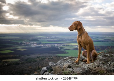 Hungarian Pointer Dog