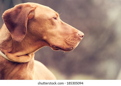 Hungarian Pointing Dog