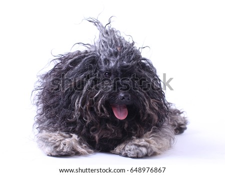 Hungarian puli dog