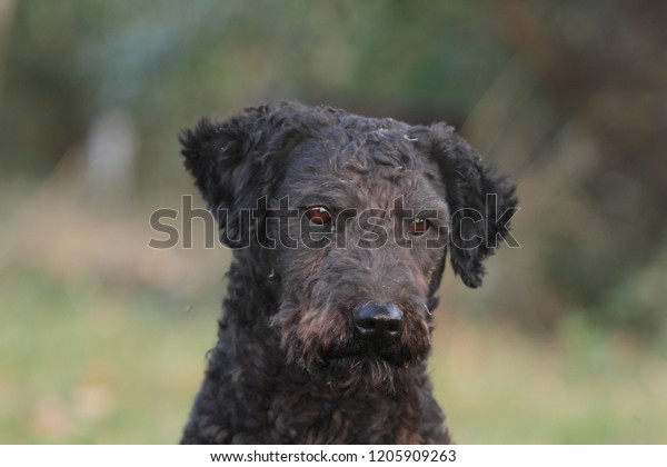 Hungarian Puppy Short Hair Stock Photo Edit Now 1205909263