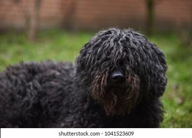 Hungarian Shepperd Dog Puli