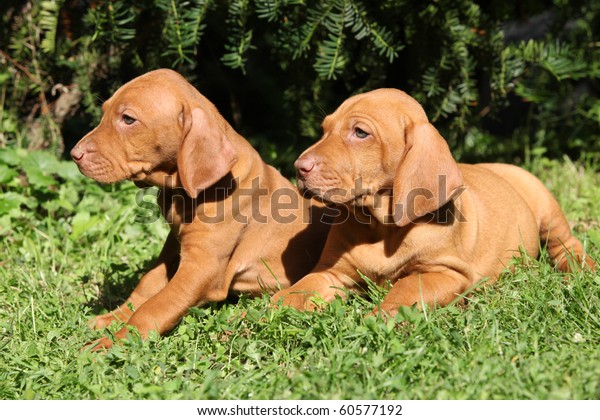 Hungarian Shorthaired Pointing Dog Vizsla Stock Photo Edit Now