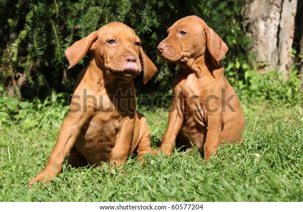 Hungarian Shorthaired Pointing Dog Vizsla Stock Photo Edit Now