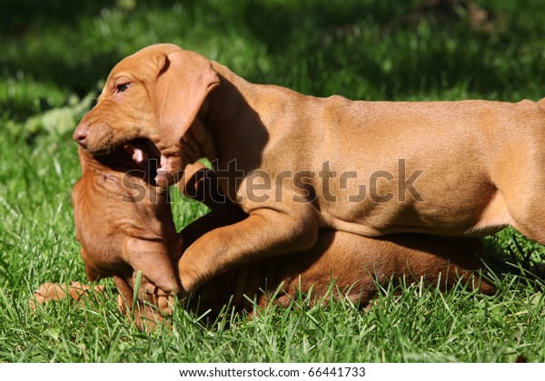 Hungarian Shorthaired Pointing Dog Vizsla Stock Image Download Now