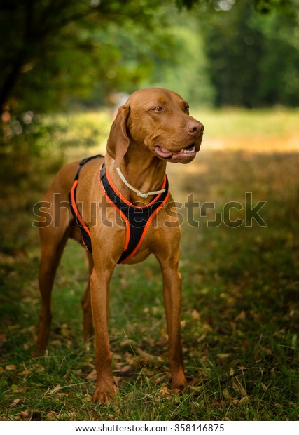 Hungarian Shorthaired Pointing Doghungarian Vizsla Stock Photo