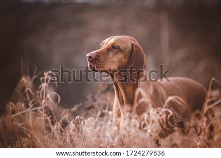 Similar – Labrador retriever Blonde