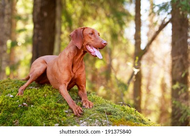 Hungarian Vizsla