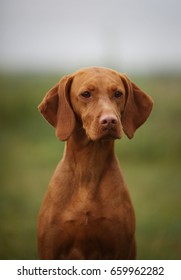 Hungarian Vizsla