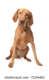 Hungarian Vizsla