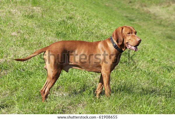 Hungarian Vizsla Stock Photo Edit Now 61908655