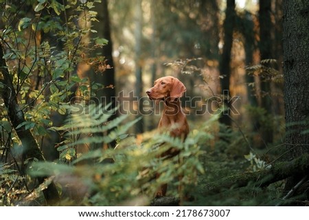 Hungarian Vizsla in the autumn forest. Pet in leaf fall. Atmospheric photo in nature
