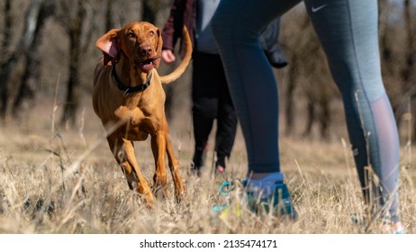 A Hungarian Vizsla Is Chasing Its Owner.