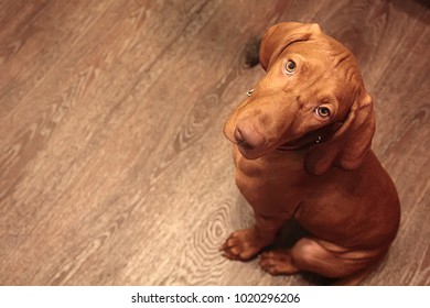 Hungarian Vizsla Dog