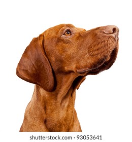 Hungarian Vizsla Dog